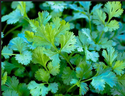 CILANTRO 'Slow Bolt' --Coriandrum sativum--
