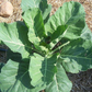 COLLARDS 'Georgia Green'