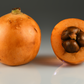 LOQUAT --Eriobotrya japonica--