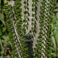 Alluaudia humbertii