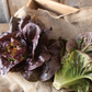 LETTUCE 'Pomegranate Crunch'