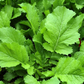 MUSTARD GREENS 'Florida Broadleaf'