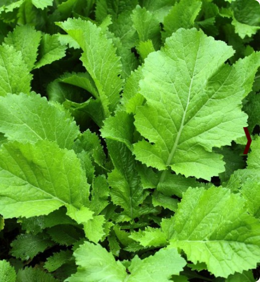 MUSTARD GREENS 'Florida Broadleaf'