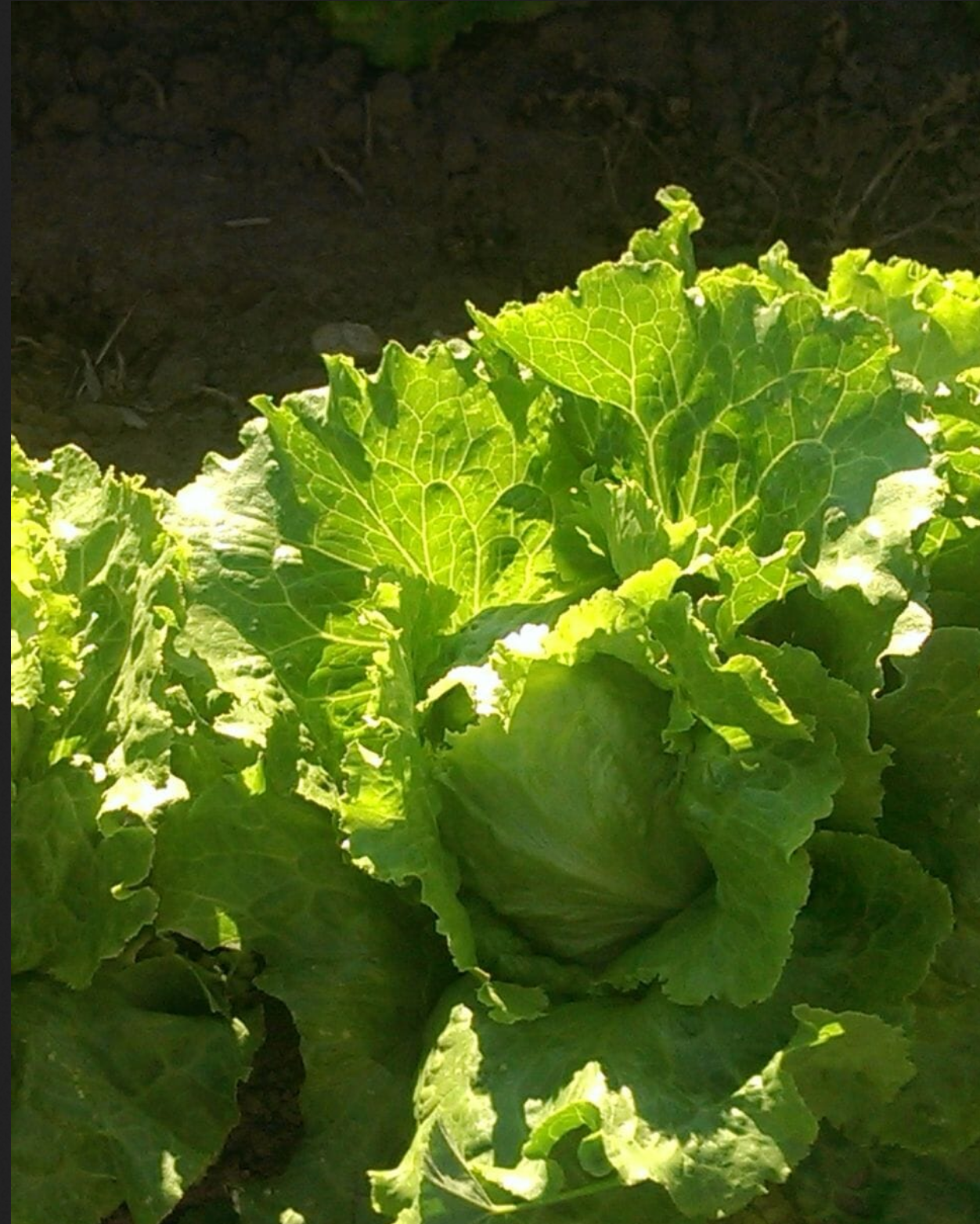 LETTUCE 'Summertime'