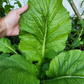 MUSTARD GREENS 'Florida Broadleaf'