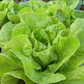 LETTUCE 'All Year Round'