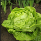LETTUCE 'All Year Round'