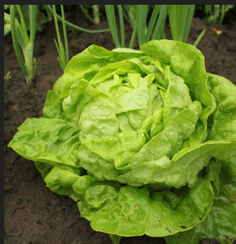 LETTUCE 'All Year Round'