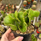 Euphorbia leucodendron 'Cristata' --Crested Cat Tail Euphorbia--