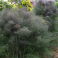 FENNEL 'Bronze' --Foeniculum vulgare 'Rubrum'--