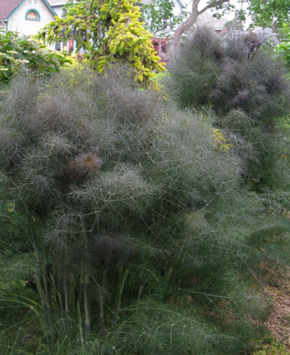 FENNEL 'Bronze' --Foeniculum vulgare 'Rubrum'--