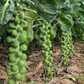 BRUSSELS SPROUT 'Dagan'
