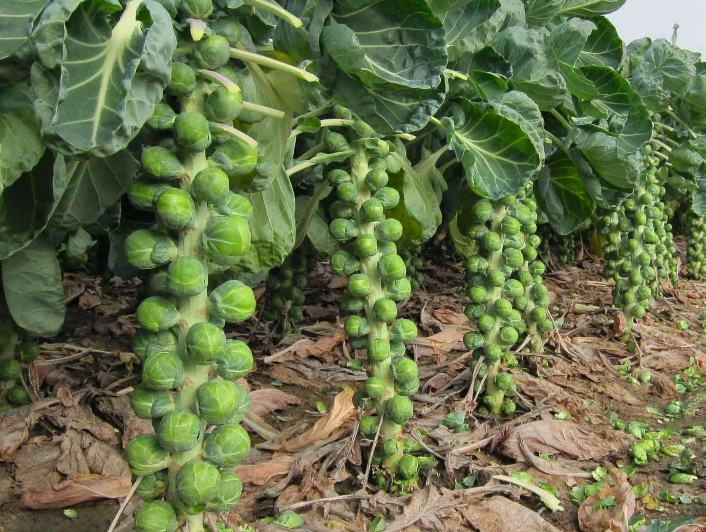 BRUSSELS SPROUT 'Dagan'