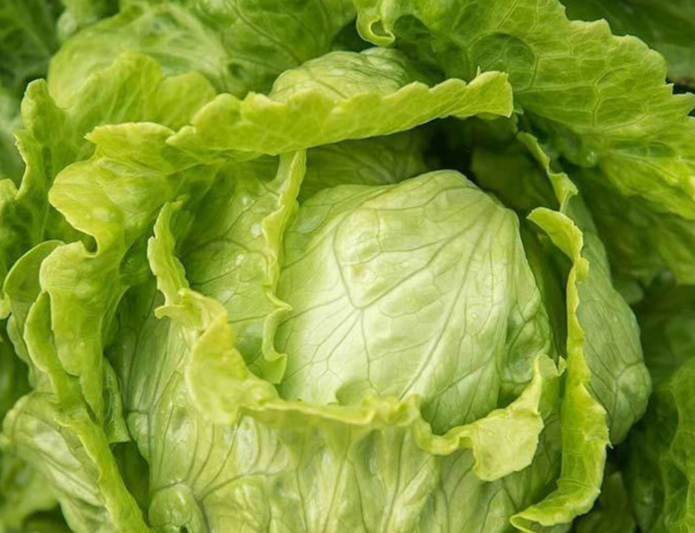 LETTUCE 'Webbs Wonderful'
