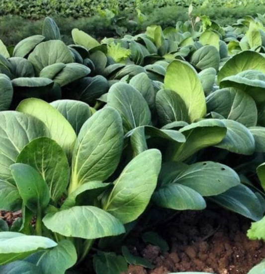 ASIAN GREENS 'Tall White Stem'