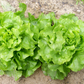 LETTUCE 'Capitaine'