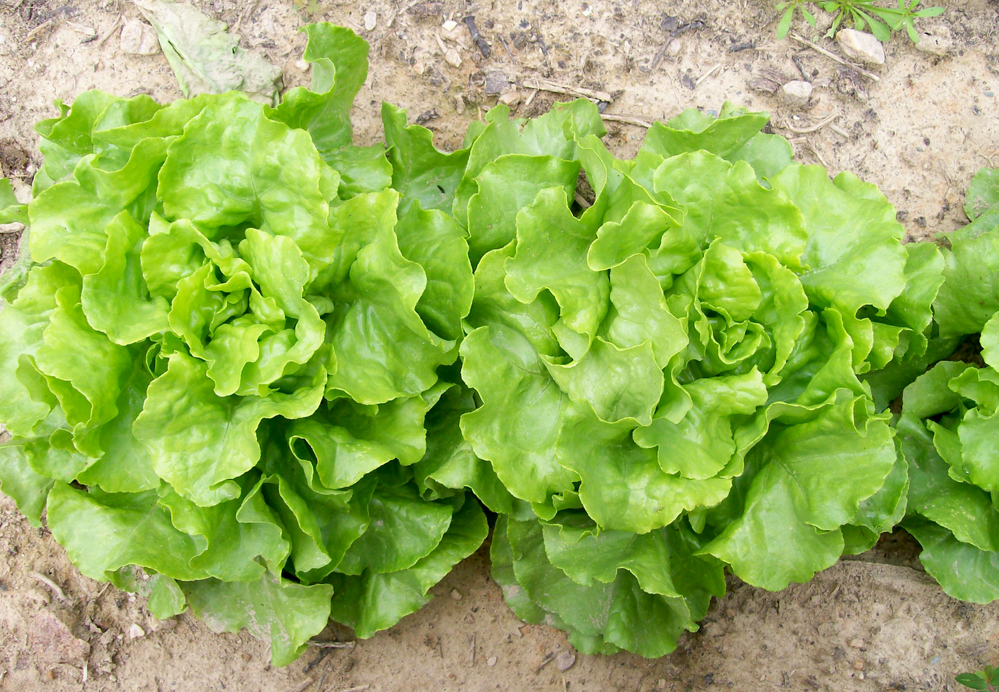LETTUCE 'Capitaine'
