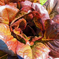 LETTUCE 'Cimmaron'