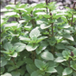 BASIL 'Persian' --Ocimum basilicum--