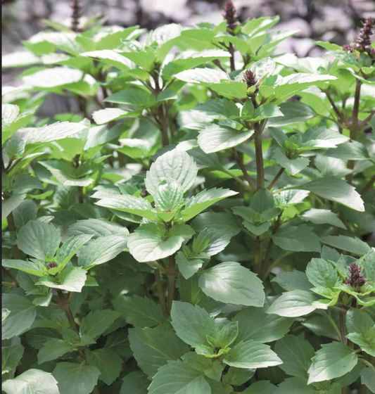 BASIL 'Persian' --Ocimum basilicum--