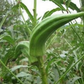 OKRA 'Cow's Horn'