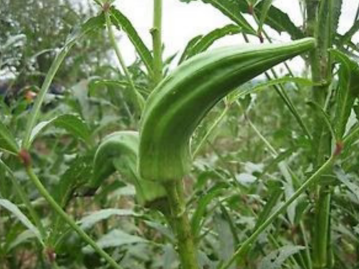 OKRA 'Cow's Horn'