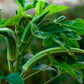 OKRA 'Cow's Horn'