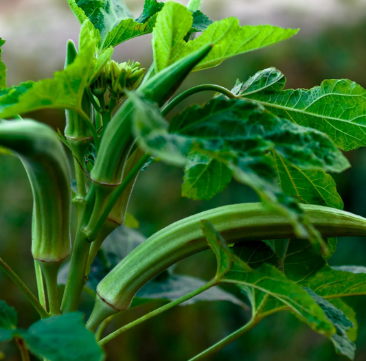 OKRA 'Cow's Horn'