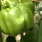 PEPPER 'Botan Kosho'