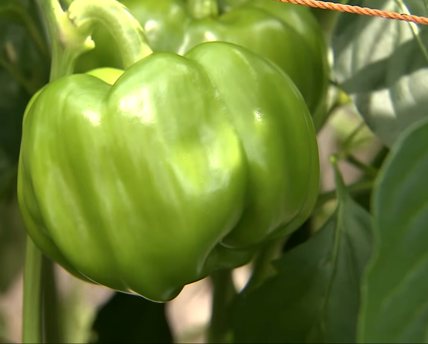 PEPPER 'Botan Kosho'