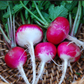 RADISHES 'Sparkler White Tip Red'
