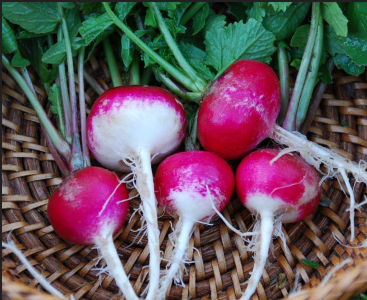 RADISHES 'Sparkler White Tip Red'