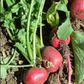 RADISHES 'Comet'