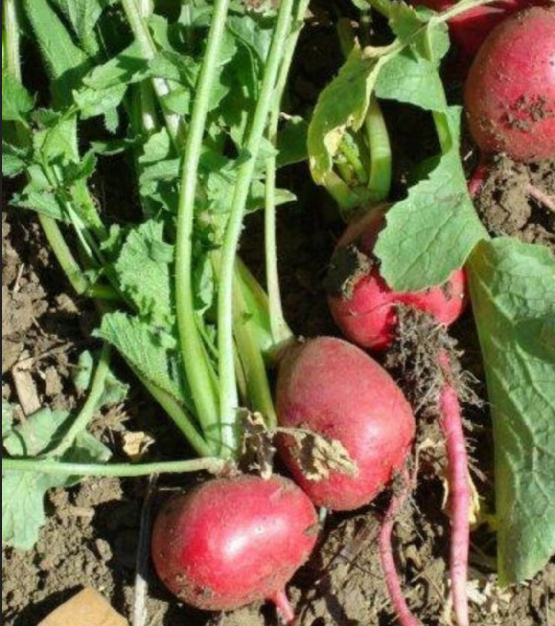 RADISHES 'Comet'