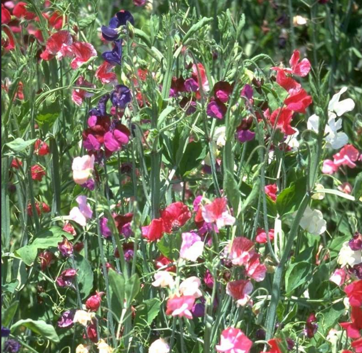 PEA 'Old Spice Mix Sweet'