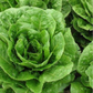 LETTUCE 'Dark Green Cos'