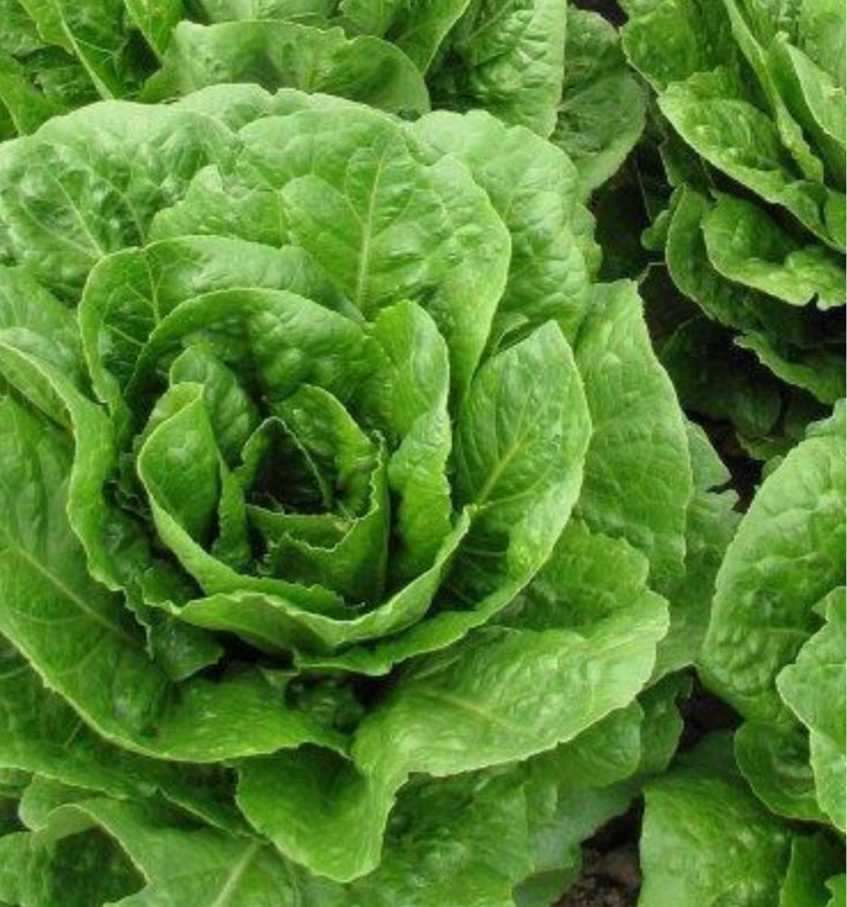 LETTUCE 'Dark Green Cos'