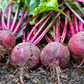 BEETS 'Crosby's Egyptian'