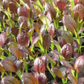 ASIAN GREENS 'Purple Shanghai'