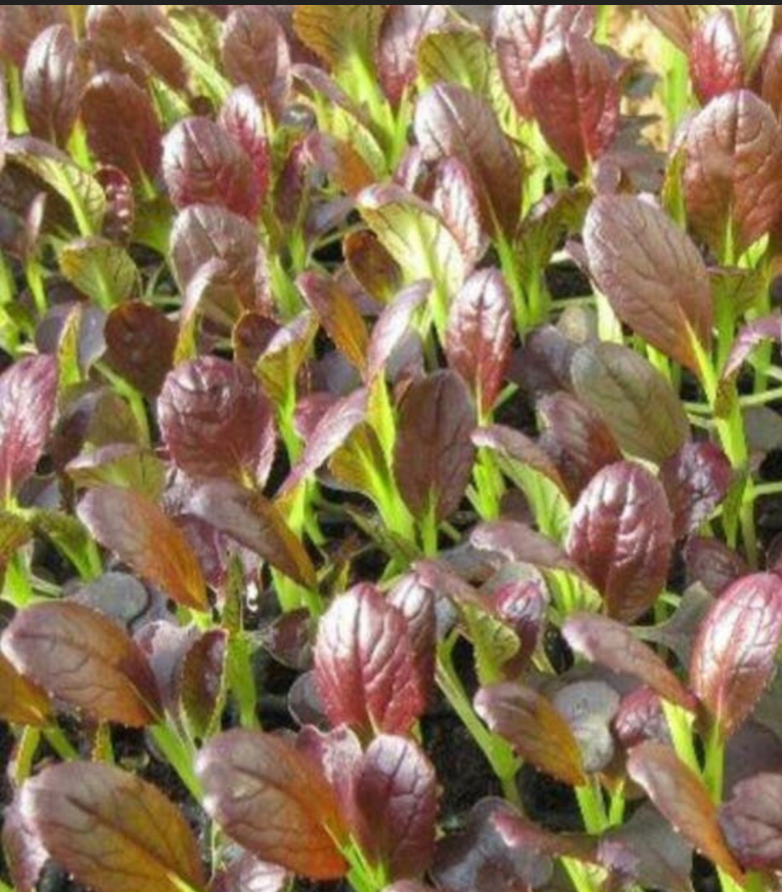 ASIAN GREENS 'Purple Shanghai'
