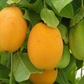 PASSIONFLOWER 'Water Lemon Edible' --Passiflora laurifolia--