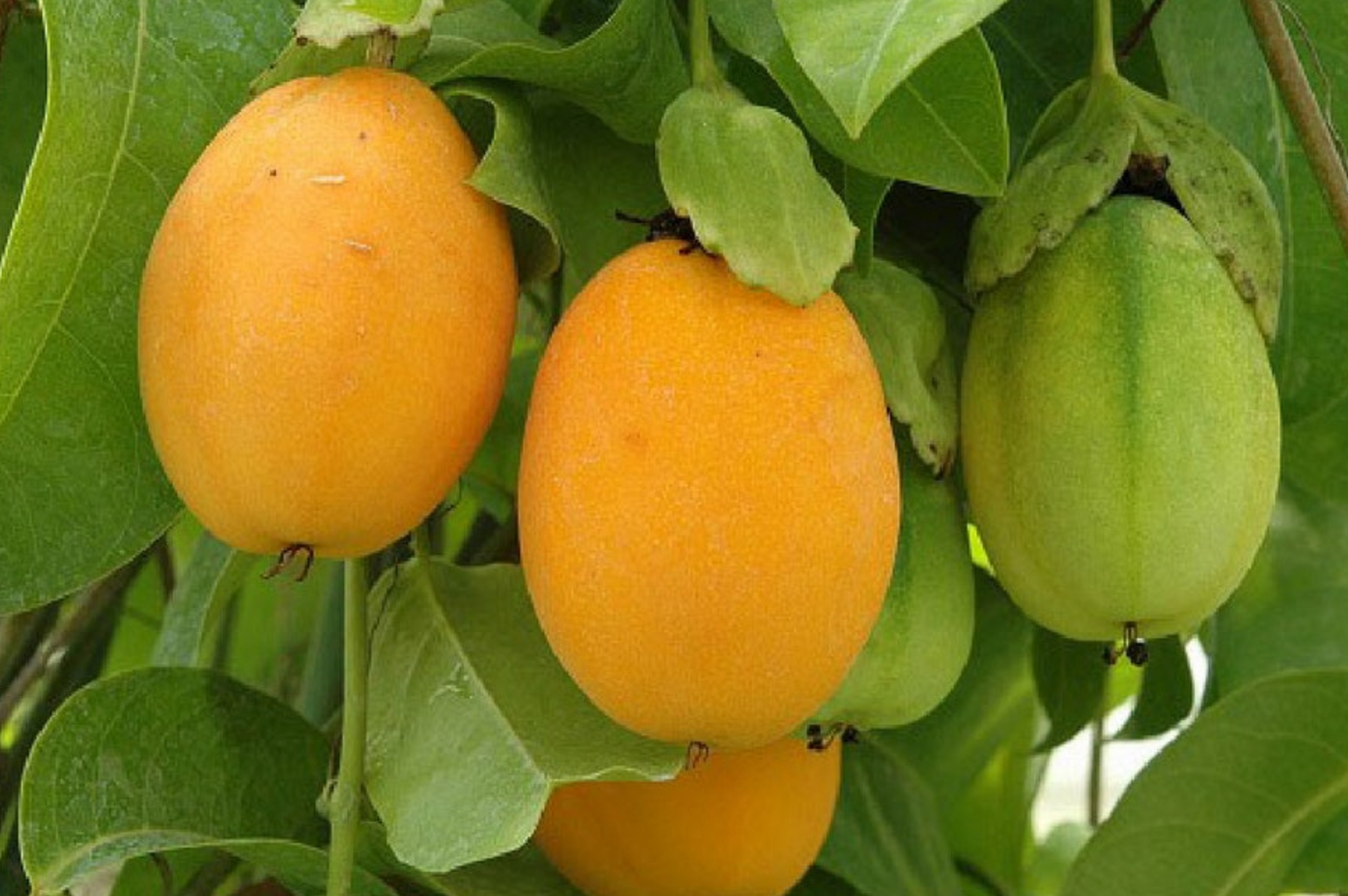 PASSIONFLOWER 'Water Lemon Edible' --Passiflora laurifolia--