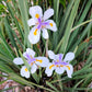Dietes vegeta --African Iris--