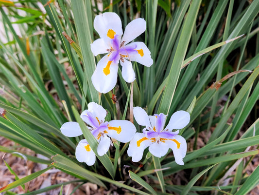 Dietes iridioides --African Iris--