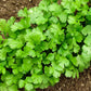 CILANTRO 'Slow Bolt' --Coriandrum sativum--