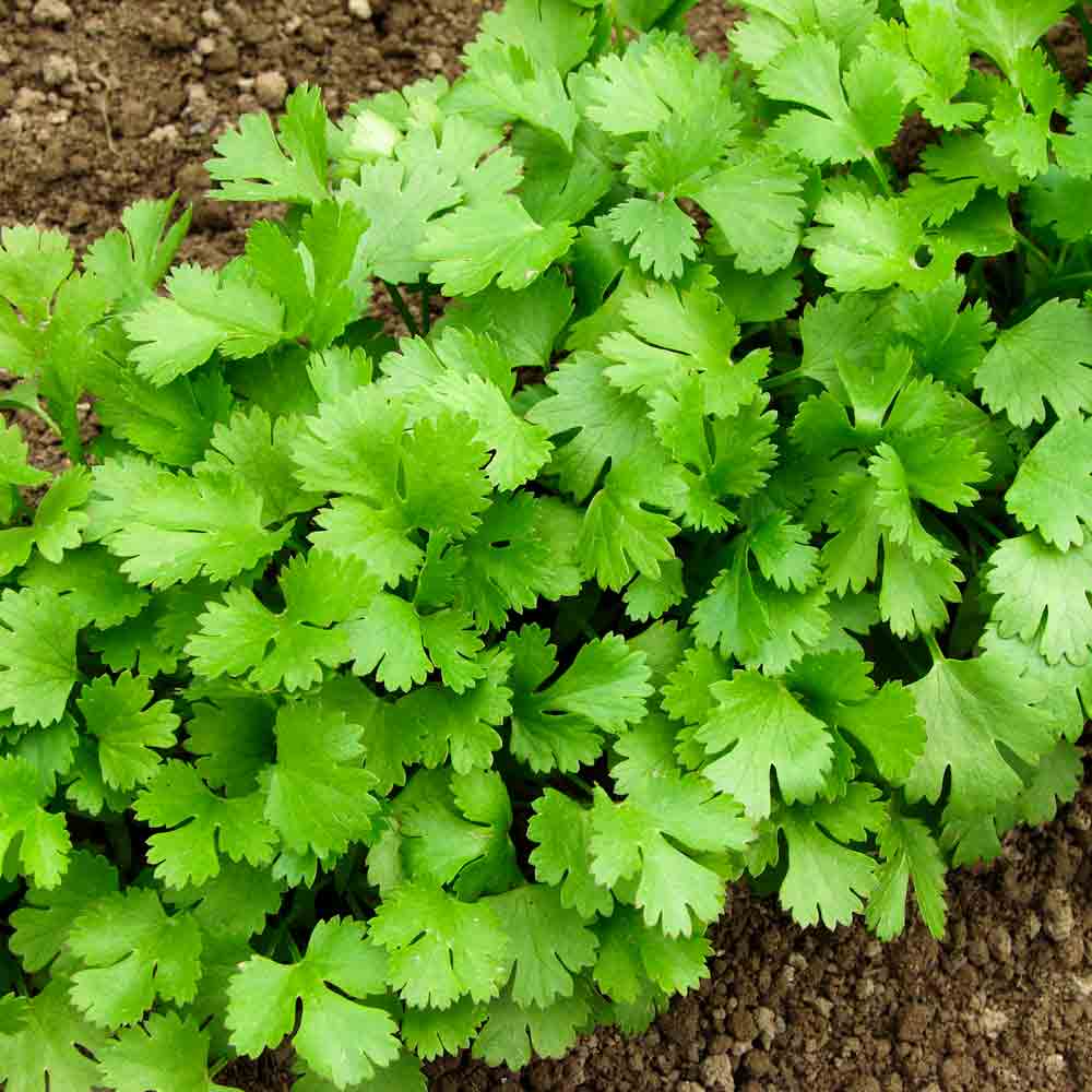 CILANTRO 'Slow Bolt' --Coriandrum sativum--