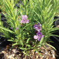 Dyschoriste linearis --Snake Herb--