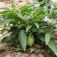 MELON 'Pepino' --Solanum muricatum--
