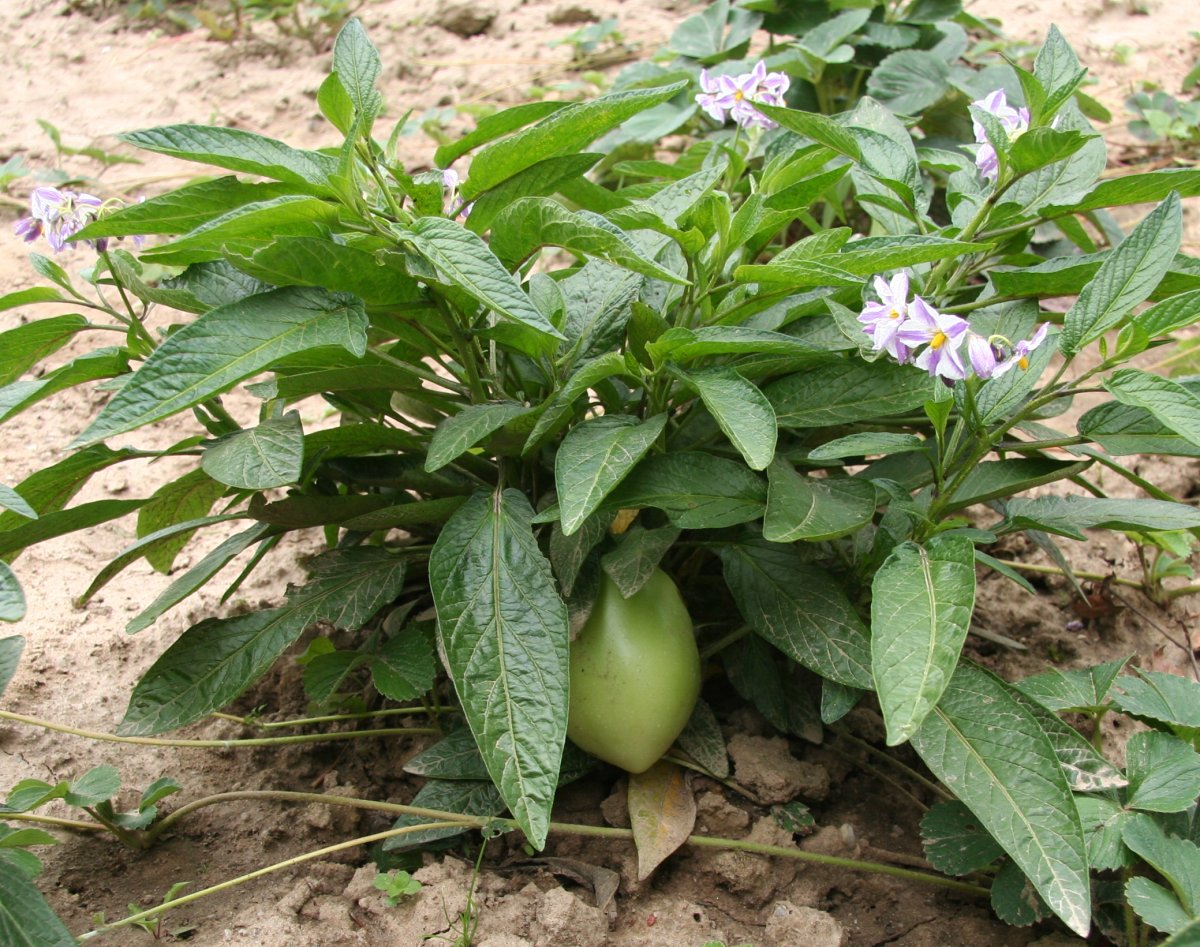 MELON 'Pepino' --Solanum muricatum--