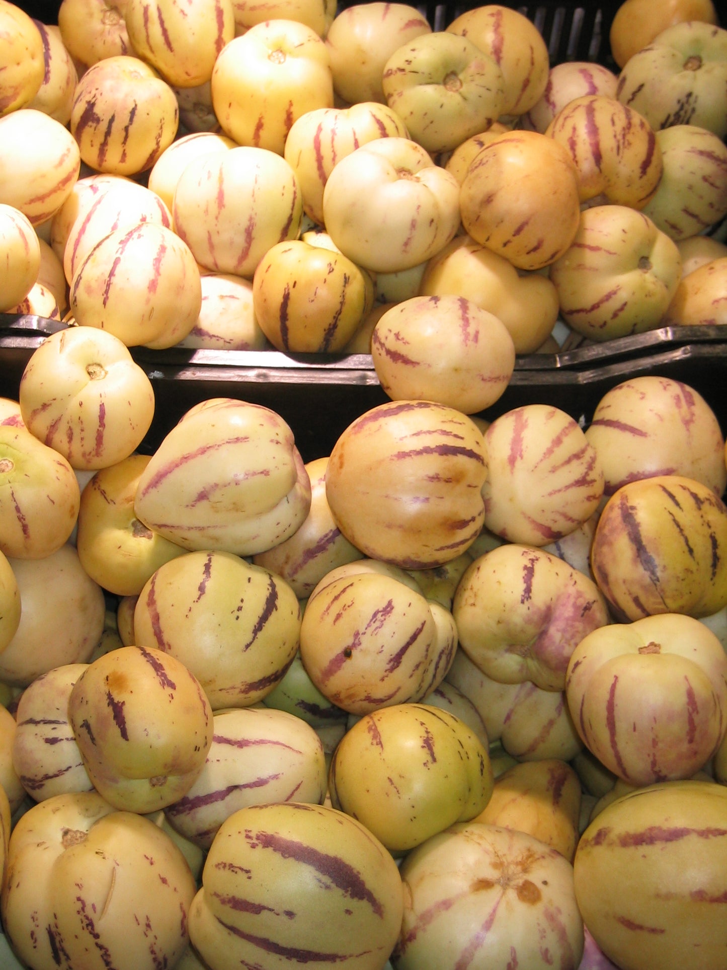 MELON 'Pepino' --Solanum muricatum--